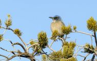 Tiere, Vögel - Sperlingsvögel  Kalifornienhäher_Aphelocoma californica_Western Scrub Jay 01.JPG