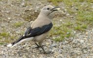 Tiere, Vögel - Sperlingsvögel  Kiefernhäher_Nucifraga columbiana_Clark's Nutcracker 01.JPG