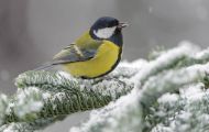 Tiere, Vögel - Sperlingsvögel  Kohlmeise_Parus major_Great Tit 08.JPG