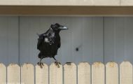 Tiere, Vögel - Sperlingsvögel  Kolkrabe_Corvus corax_Common Raven 15.JPG