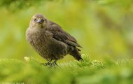 Tiere, Vögel - Sperlingsvögel  Olivrückenammer_Arremonops rufivirgatus_Olive Sparrow 01.JPG