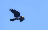 Tiere, Vögel - Sperlingsvögel  Saatkrähe_Corvus frugilegus_Rook 04.JPG