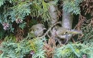 Tiere, Vögel - Sperlingsvögel  Sommergoldhähnchen_Regulus ignicapillus_Firecrest 01.JPG