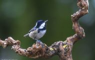 Tiere, Vögel - Sperlingsvögel  Tannenmeise_Parus ater_Coal Tit 05.JPG