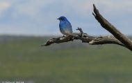 Tiere, Vögel - Sperlingsvögel  Westlicher Buschhäher_Aphelocoma californica_Western Scrub Jay 04.JPG