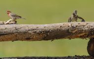 Tiere, Vögel - Sperlingsvögel  Zinobertangar_Piranga flava_Hepatic Tanager 01.JPG
