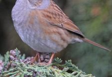 Vögel im heimischen Garten - Heckenbraunelle.JPG
