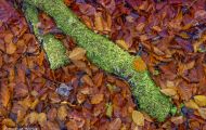 Wälder, Laubwald - Oberbayern  Laubwald 12.JPG