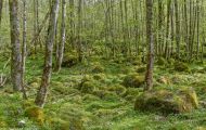 Wälder, Laubwald - Oberbayern  Laubwald 20.JPG