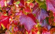 Wiesen & Felder, Weinreben - Weinreben Rot 07.JPG