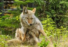 Coyote