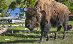 Der nordamerikanische Bison - Bison im Yellowstone National Park