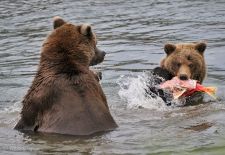 10 Braunbären in Alaska 10.JPG
