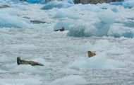Alaska, Inside Passage - Sawyer Glacier 06.JPG