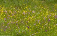 Blumenwiese 15.JPG