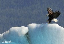 Entdeckungsreise durch Alaska - Weißkopfseeadler, Golf von Alaska.JPG