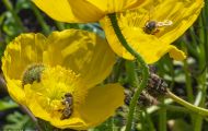 Fluginsekten, Neuflügler - Hautflügler  Honigbiene_Apis_Honeybee 12.JPG