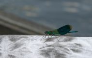 Fluginsekten, Neuflügler - Libellen  Blauflügel-Prachtlibelle 01.JPG