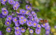 Fluginsekten, Neuflügler - Schmetterlinge  Pfauenauge_Inachis io_European Peacock 04.JPG