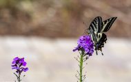 Fluginsekten, Neuflügler - Schmetterlinge  Schwalbenschwanz Schmetterling_Papilio machaon_Swallowtail 02.JPG