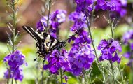 Fluginsekten, Neuflügler - Schmetterlinge  Schwalbenschwanz Schmetterling_Papilio machaon_Swallowtail 04.JPG