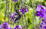 Fluginsekten, Neuflügler - Schmetterlinge  Schwalbenschwanz Schmetterling_Papilio machaon_Swallowtail 05.JPG