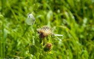 Fluginsekten, Neuflügler - Schmetterlinge  Zitronenfalter_Gonepteryx rhamni_Common Brimstone 08.JPG
