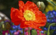 Gärten & Parks - Blumenbeete Bunte Mischung 21.JPG