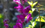 Gärten & Parks - Blumenbeete Bunte Mischung 38.JPG