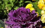 Gärten & Parks - Blumenbeete Bunte Mischung 42.JPG