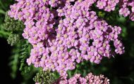 Gärten & Parks - Blumenbeete Bunte Mischung 51.JPG