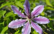 Gärten & Parks - Staudenpflanzen Clematis 01.JPG