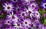 Gärten & Parks - Staudenpflanzen Gerbera 02.JPG