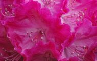 Gärten & Parks - Staudenpflanzen Rhododendron mit weinroten Blüten 02.JPG