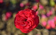 Gärten & Parks - Staudenpflanzen Rosen mit roten Blüten 05.JPG