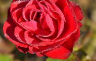 Gärten & Parks - Staudenpflanzen Rosen mit roten Blüten 06.JPG