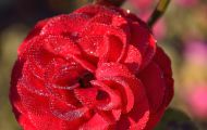 Gärten & Parks - Staudenpflanzen Rosen mit roten Blüten 07.JPG