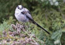 Heimische Gartenvögel - Schwanzmeise.JPG