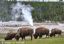 North American Bison - Bison herd with Geysir, Yellowstone National Park 1.JPG