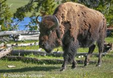 North American Bison - Bison, Yellowstone National Park.JPG