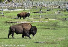 North American Bison - Wandering Bison, Yellowstone National Park.JPG