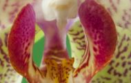 Orchidee Weiß 04.JPG