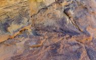 Reptilien, Echsen - Chuckwalla_Sauromalus obesus_Chuckwalla 03.JPG