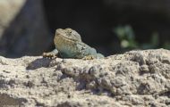 Reptilien, Echsen - Halsbandleguan_Crotaphytus collaris_Collared Lizard 04.JPG