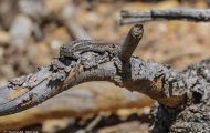 Reptilien, Echsen - Seitenfleckenleguan_Uta stansburiana_Side-Blotched Lizzard 02.JPG