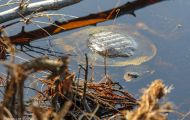 Reptilien, Schildkröten - Florida Weichschildkröte_Trionyx ferox_Florida Softshell Turtle 02.JPG
