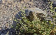 Reptilien, Schildkröten - Kalifornische Wüstenschildkröte_Gopherus agassizii_ Desert Tortoise 03.JPG