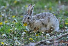Tiere der Great Plains - Baumwollschwanzkaninchen.JPG