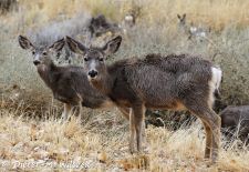 Tiere der Great Plains - Maultierhirsch.JPG