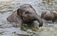 Tiere, Säugetiere - Elefanten  Asiatischer Elefant_Elephas maximus_Asian Elephant 05.JPG